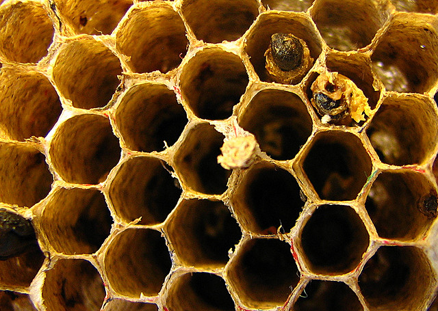 empty hive